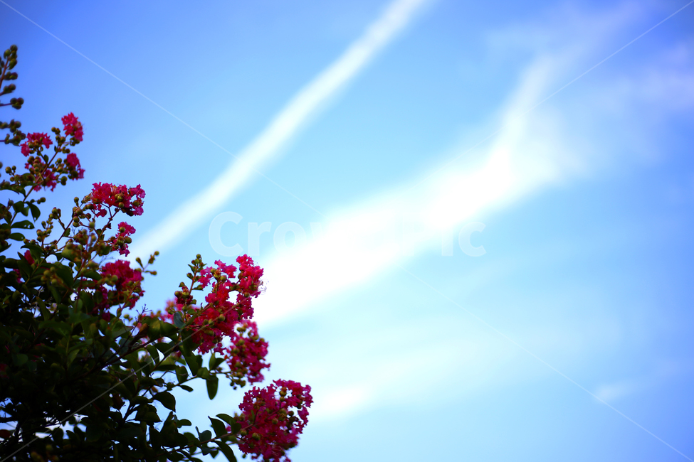 꽃,식물,배롱나무,백일홍,하늘,식물,자연,plants,nature,꽃,flower