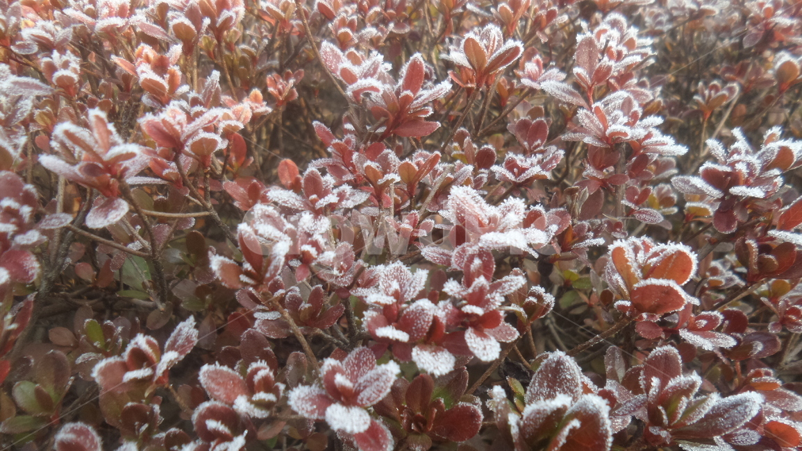 서리,frost,영산홍,映山紅,진달래과,식물,자연,plants,nature