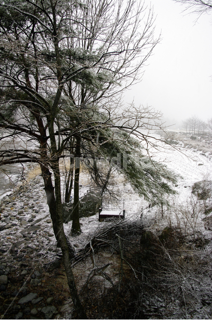 겨울,눈,winter,snow,나무,겨울,계절,winter,season