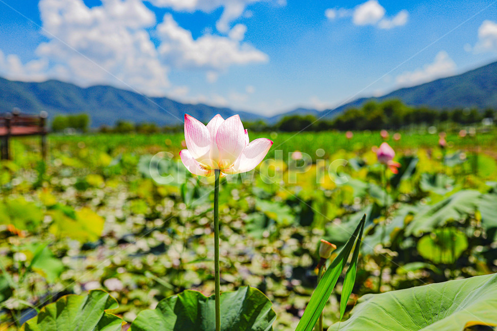 연꽃,꽃,여름,자연,풍경,식물,plants,flower,화천,연꽃단지,화천연꽃단지,nature,landscape,green,초록,녹음,푸르름,화창한,맑은,푸른하늘,청명한,하늘