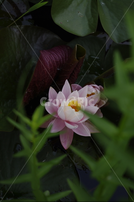 수생식물,연못,연꽃,식물,plant,꽃,flower,color,식물,자연,plants,nature,꽃,flower