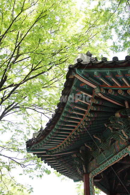 느티나무,한옥,한국전통,하늘,초록색