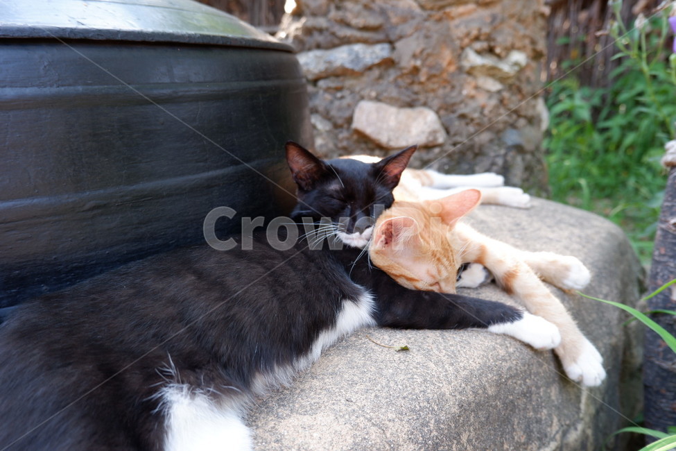 pet,착한애,animal,동물,cat,고양이,mammal,포유류,cute,sleep,동물,animal,포유류,mammal,고양이,cat,kitten,kitty