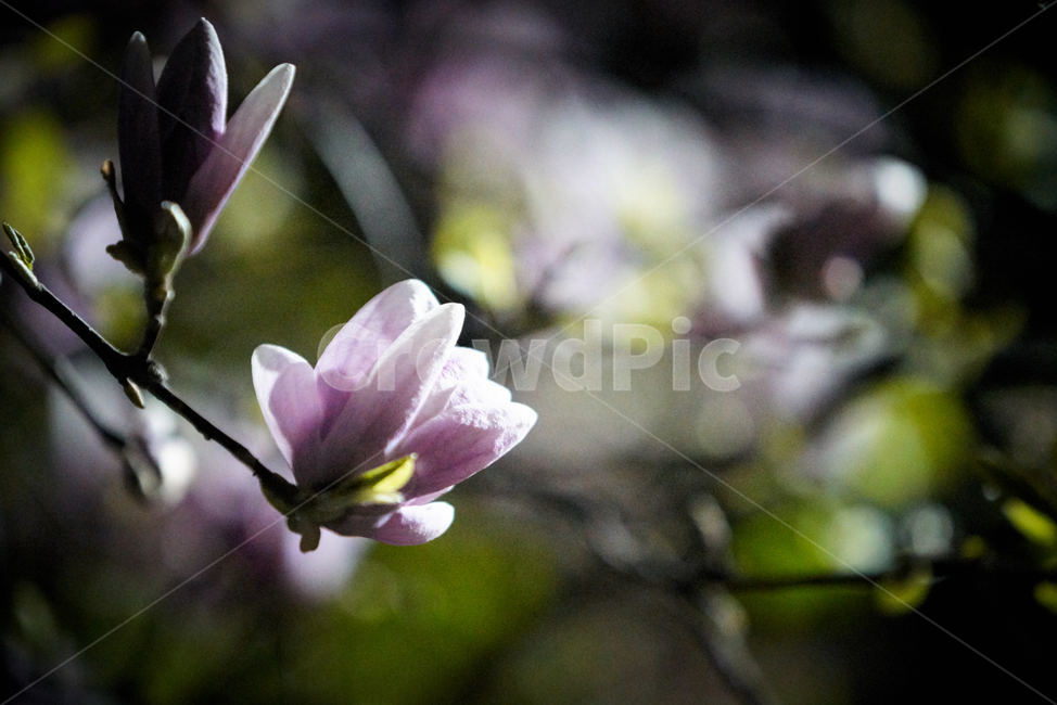 목련,봄꽃,목련꽃,자목련,보라꽃,보라색꽃,하얀꽃,식물,자연,plants,nature,꽃,flower