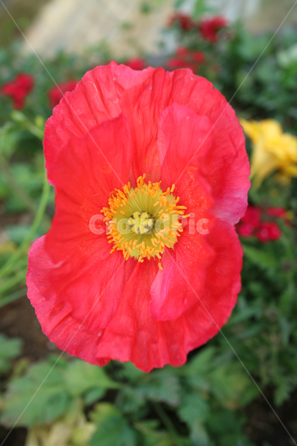 꽃,flowers,봄,계절,식물,자연,꽃밭,정원,아름다움,뷰티,배경이미지,백그라운드,배경,클로즈업,가드닝,텃밭,화려한,꽃잎,꽃송이,꽃봉오리,양귀비,빨강,빨간꽃,식물,자연,plants,nature,꽃,flower