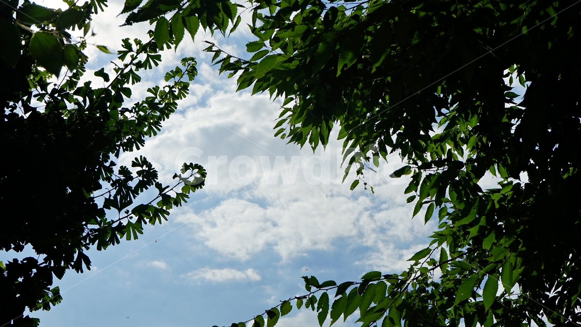 숲,나무,하늘,잎,자연,신록,나뭇잎,구름,계절,자연,풍경,nature,landscape,outdoors,옥외