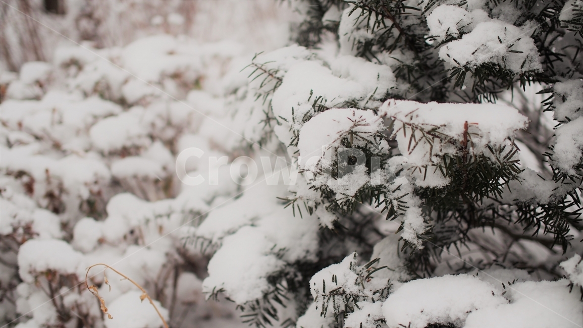 겨울,눈,나무,트리,정원,감성,자연,눈오는날,계절,snow,nature,tree,white,하얀색,겨울,계절,winter,season,식물,자연,plants,nature