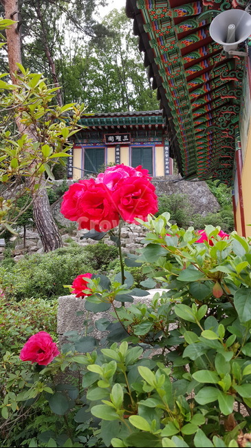 꽃,사찰,절,식물,자연,나무,붉은꽃,빨간꽃,한국전통,한국문화,korean traditional,korean culture,건축물,건물외관,exterior,building,structure,architecture,construction