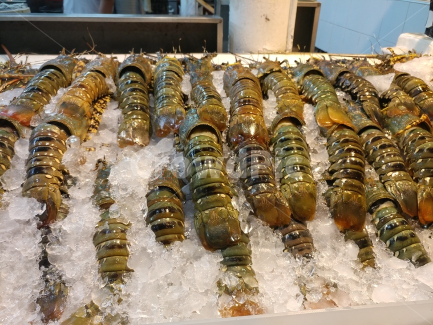 바다가재,줄무늬,얼음,반짝,갑각류,수산물,싱싱,pattern,lobster,shellfish,ice,무늬