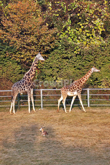 기린,동물,giraffe,초식동물,아프리카사바나
