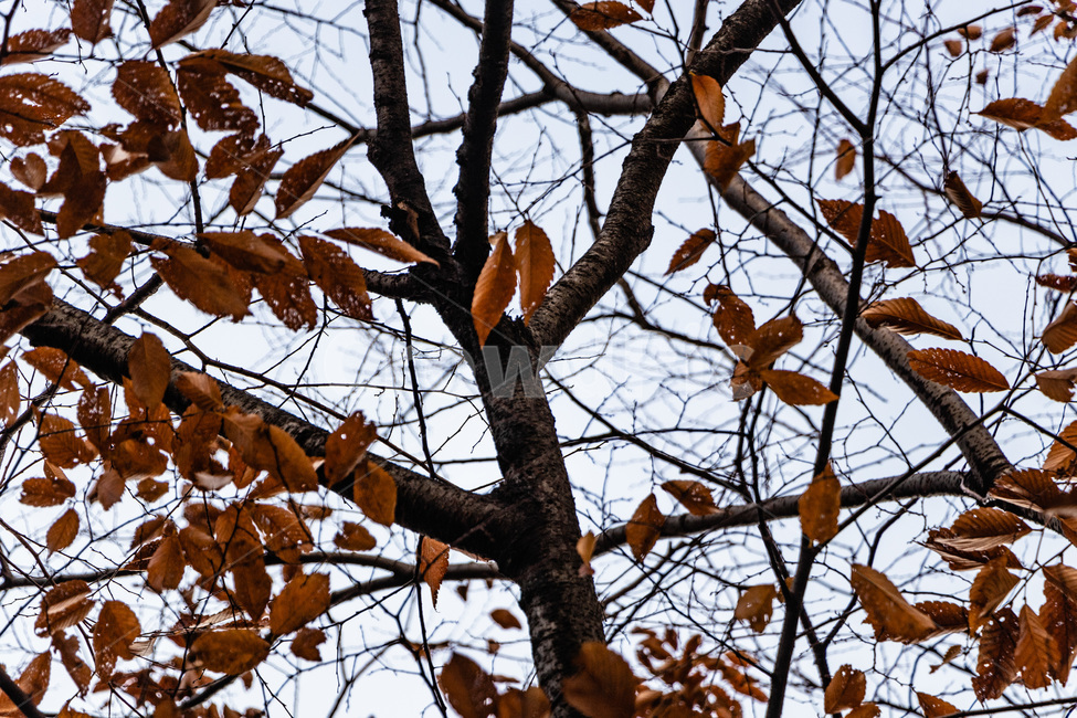 단풍,단풍나무,가을단풍,단풍잎,maple,foliage,가을,계절,fall,autumn,season,leaf,잎,plant,식물,animal,동물,bird,새