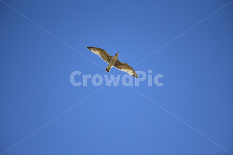새,조류,비상,날개,날개짓,푸른하늘,하늘,bird,wings,동물,animal,조류,새,birds