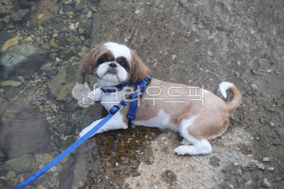 강아지,시츄,강아지물놀이,애완동물,동물