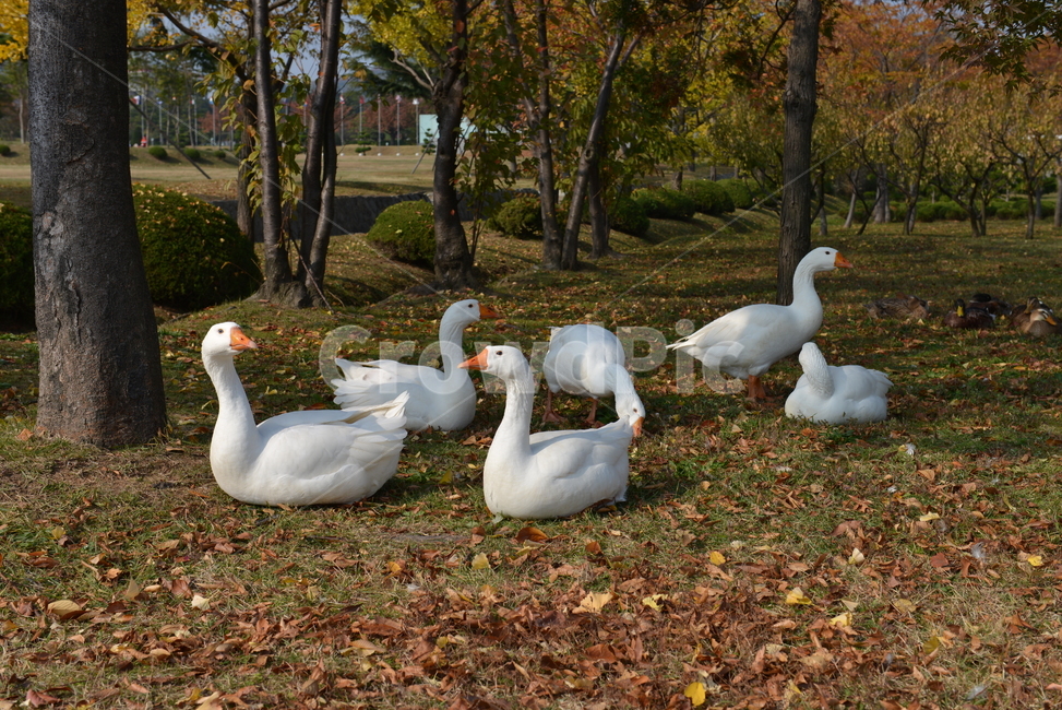 오리,가을,야생동물,오리가족,꽥꽥