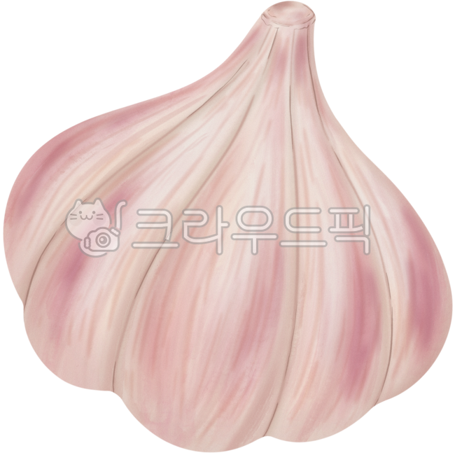마늘,garlic,야채,통마늘,채소,깐마늘,다진마늘,wholegarlic,음식,재료,food,spicy,pungent,garlicillustration,알싸한,요리,양념,조미료,생강,식물,뿌리채소,마늘일러스트,마늘그림,마늘드로잉,마늘삽화,health,마늘밭,식재료,식자재,원재료,작물,쪽마늘,마늘빵,향신료,koreancuisine,한식,매운,건강,마늘요리