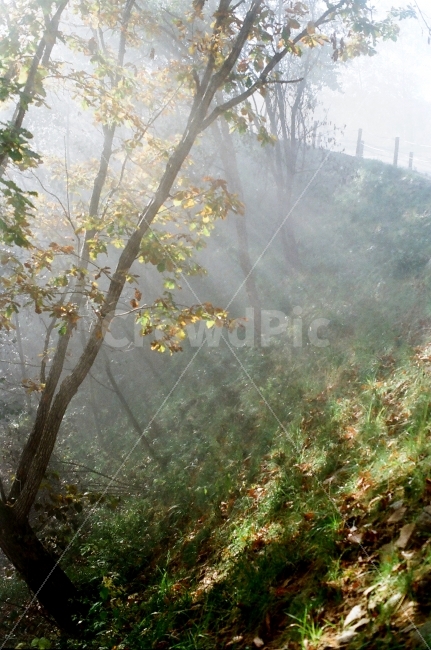 자작나무숲,강원도,빛내림,빛,빛갈림,햇빛,햇살,필름,자연,풍경,nature,landscape,식물,plants,나무,trees,wood,휴식,힐링,rest,relaxation,healing,weather,날씨