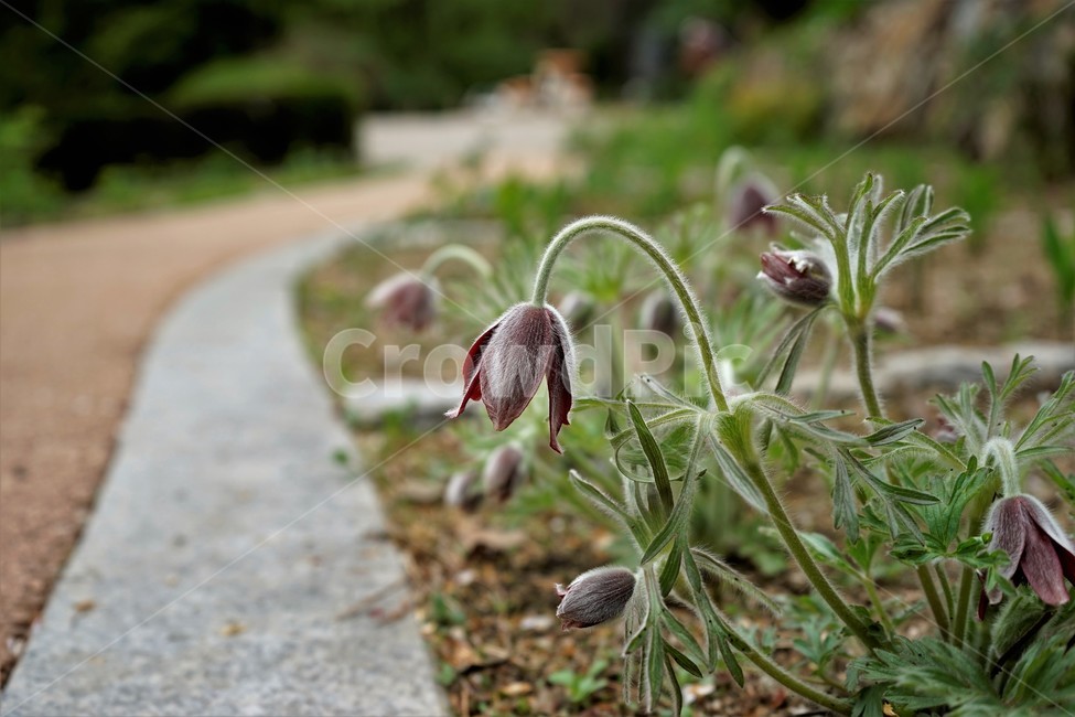 할미꽃,솜털,봄,봄꽃,자연,식물,꽃,plant,암술,수술,Pulsatillakoreana,한국특산,백두옹,독초,강장제,화왕계,여러해살이풀,미나리아재비과,쌍떡잎식물,흰털,할머니머리카락,흰머리,노인,꼬부랑,한방약재,할머니