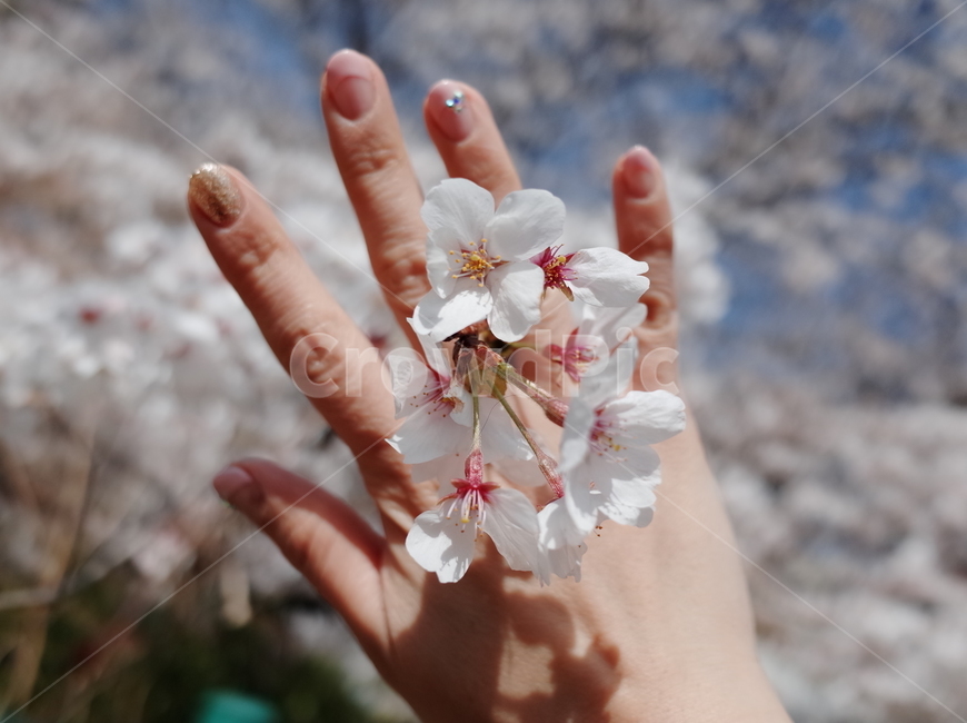 꽃,벚꽃,봄,봄꽃,손,하늘,season,spring,flower,벚꽃나무,꽃나무,봄,계절,spring,season,plant,식물