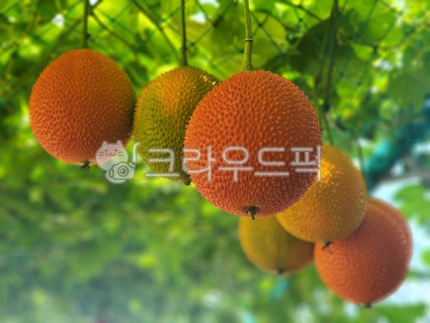 food,음식,fruit,과일,orange