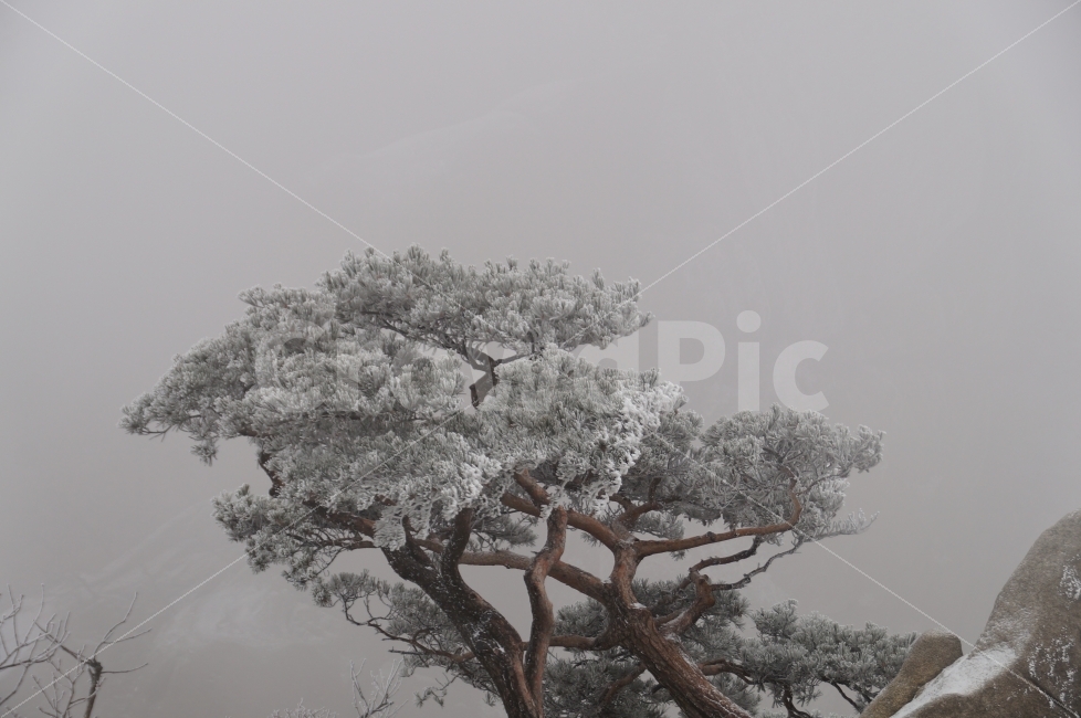 겨울,겨울산,눈꽃,눈꽃나무,북한산,겨울,계절,winter,season,식물,자연,plants,nature