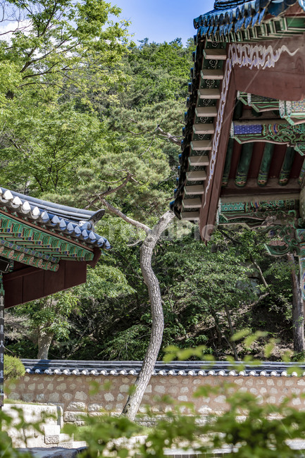 진관사,사찰,한옥,고건축,전통건축,단청,기와,지붕,처마,문양,채색,기와담장,노송,한국전통,한국문화,korean traditional,korean culture