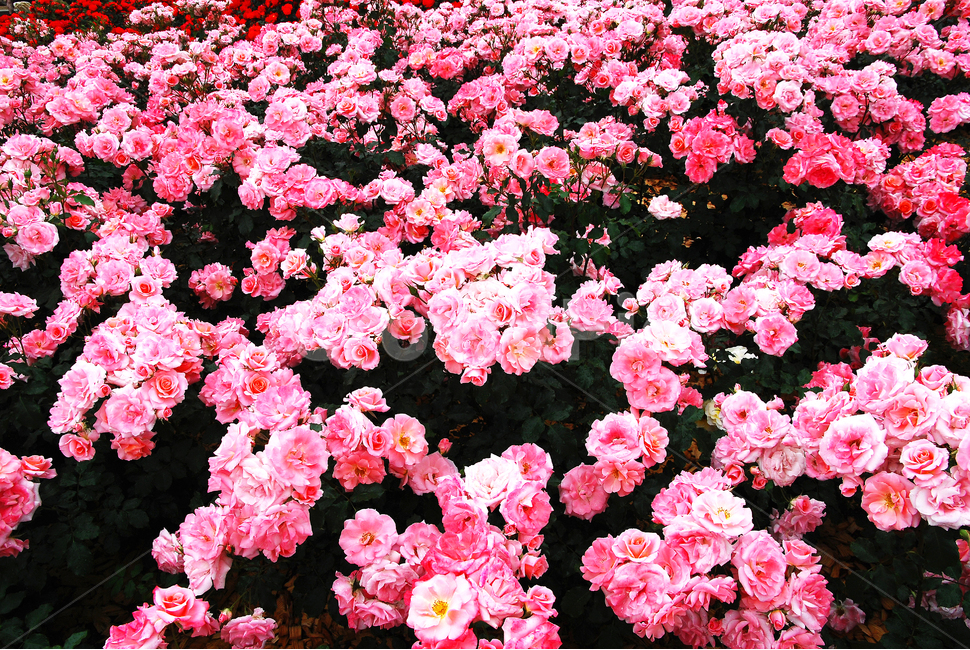 장미,장미꽃,로즈,꽃,아름다움,예쁜,플라워,데코레이션,꽃송이,꽃잎,feeling,rose,flowers,5월,계절의여왕,가시,가든,정원,앞뜰,장미원,장미축제,BEAUTIFUL,plant,garden,핑크색장미,분홍장미,pink,꽃밭,수많은,식물,자연,plants,nature,꽃,flower
