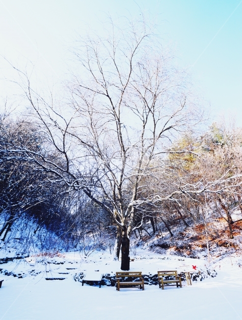 눈,겨울,휴식,안식처,나무,한가,겨울,계절,winter,season,자연,풍경,nature,landscape,식물,plants,나무,trees,wood,outdoors,옥외,storm,폭풍,snow,blizzard,눈보라