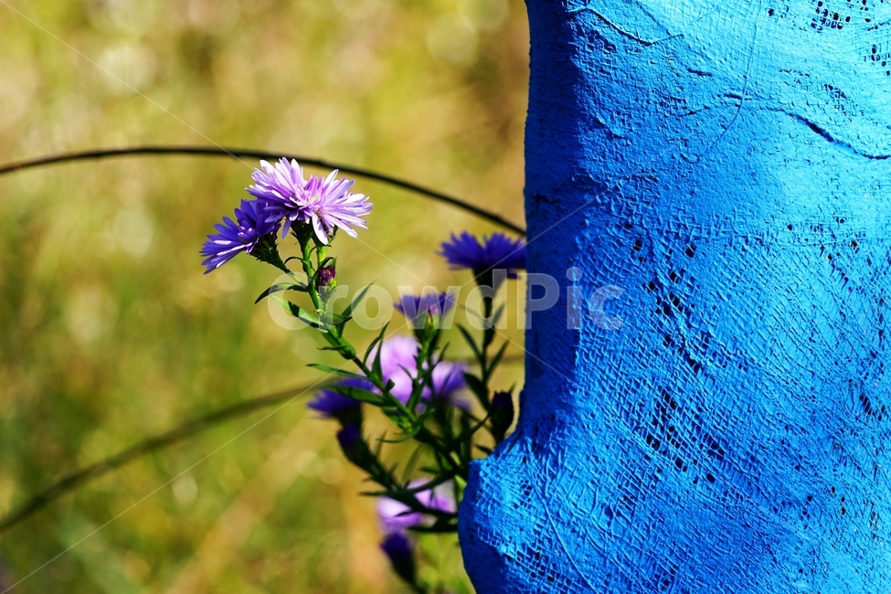 보라색국화,국화,꽃,식물,가을,식물,자연,plants,nature,꽃,flower