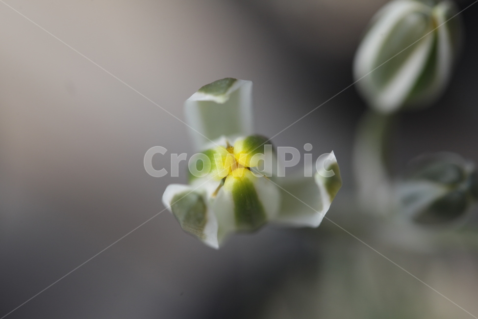 다육이곷,노랑나비,고양이코,용인다육농장,노랑색코,겨울꽃,식물,자연,plants,nature