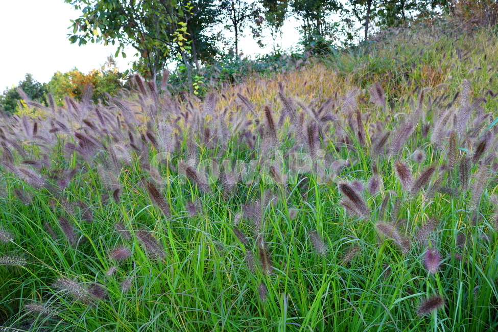 수크령,길갱이,랑미초,식물,벼과,벼과식물,자연,식물,자연,plants,nature