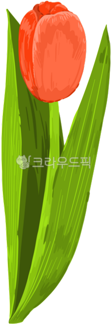 flower,꽃,tulip,튤립,튤립일러스트,꽃일러스트