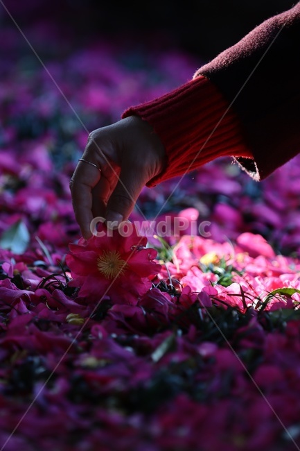 flower,꽃,식물,꽃잎,blossom,동백,빛,감성,꽃,flower,신체일부,몸,body