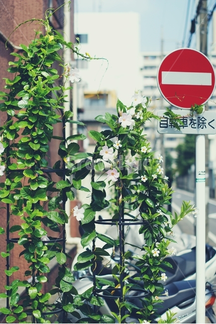 봄,초록,spring,leaf,green,나뭇잎,잎,일본,도쿄,japan,tokyo,금지,자전거금지,해외,외국,세계,foreign,oversea,world,식물,자연,plants,nature,교통,교통수단,traffic,transportation
