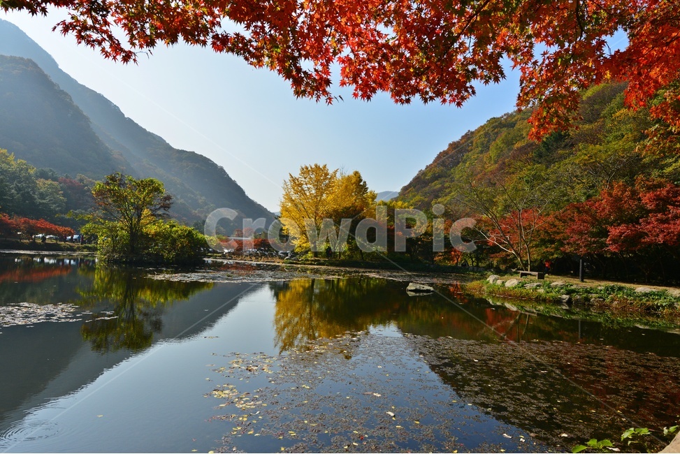 water,물,outdoors,옥외,nature,자연,tree,나무,plant,식물,maple,단풍,leaf,잎,장성,백양사,백양사추색,가을,계절,추색,만추,단풍잎,반영,가을,계절,fall,autumn,season