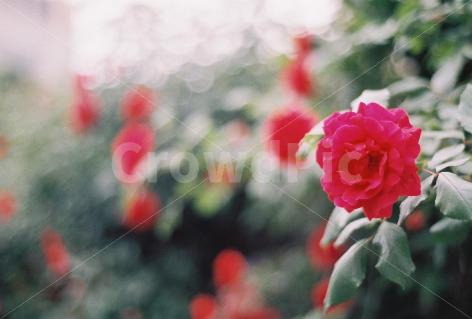 장미,오월의여왕,꽃,붉은장미,nikonem,5월,덩쿨장미,만개,식물,자연,plants,nature,꽃,flower,감성,sensible,feeling