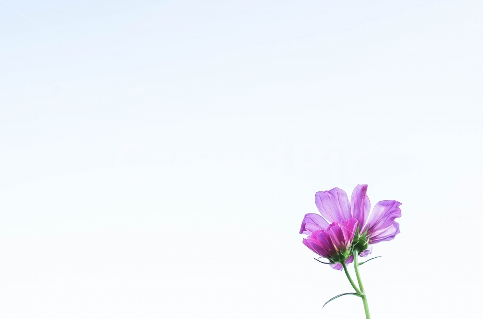 꽃,가을,코스모스,분홍,감성,가을,계절,fall,autumn,season,식물,자연,plants,nature,꽃,flower,geranium,제라늄,blossom,plant