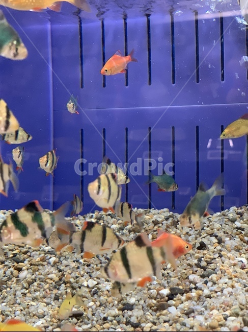 물고기,피쉬,어항,어항속물고기,열대어,동물,animal,어류,물고기,fish