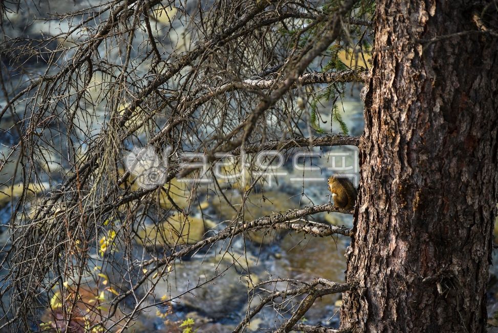 small,forest,fur,tree branch,fauna,winter,wild animals,cute,branch,ecology,hair,mammal,rodent,fluffy,sit down,furry,park,wildlife,natural,nature,tail,tree,brown,wildanimal,feed,squirrel,background,animal,looking,wild,sitting