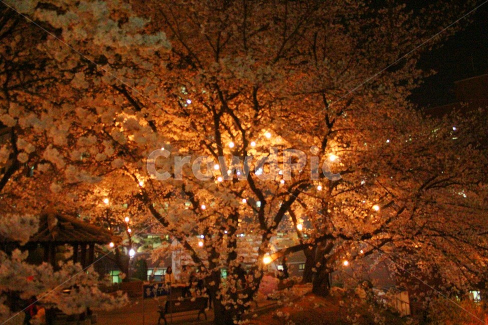 자연,벚꽃,벚꽃축제,봄,spring,봄,계절,spring,season,야경,밤,풍경,nightscape,night,landscape,nature,storm,폭풍,winter,겨울,outdoors,옥외,blizzard,눈보라,snow,눈