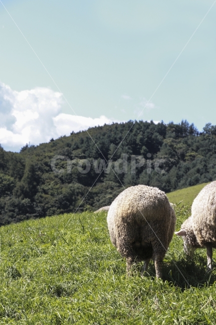 양,양때,초원,하늘,목장,엉덩이,동물,자연,풍경,nature,landscape,동물,animal,포유류,mammal,산업,industry,industrial,목축업,목장,livestock farming,ranching,pasture