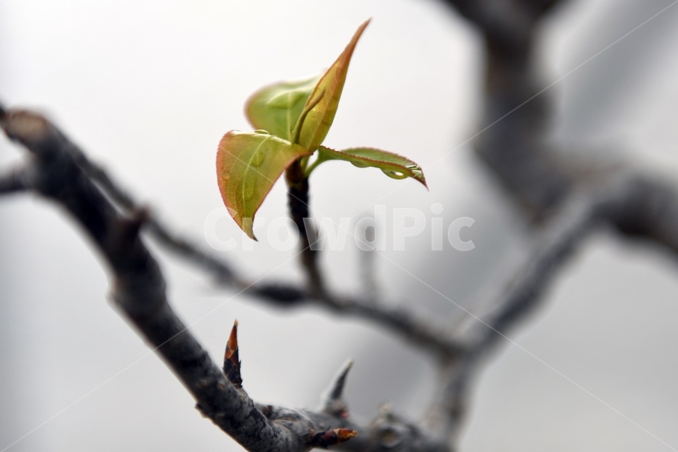 식물,꽃,감성사진,자연,flower,꽃사진,봄,봄꽃,계절,빗방울,비,감성,4월,spring,힐링,자연풍경,풍경,봄,계절,spring,season,식물,자연,plants,nature,plant