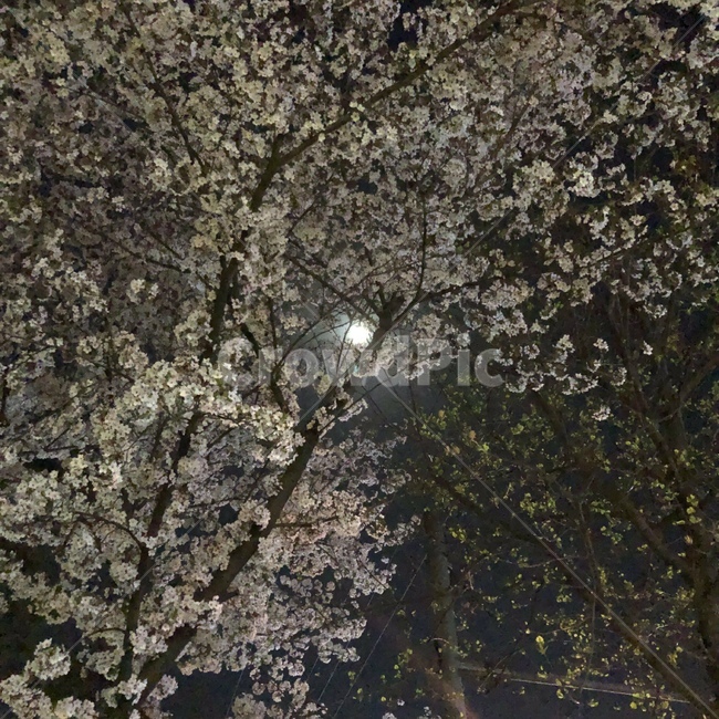 하늘,달,감성,밤하늘,초승달,보름달,구름,자연