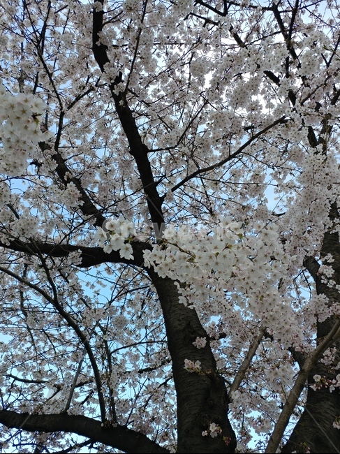 벚꽃,여의도,flower,yeouido,cherryblossoms,spring,식물,자연,plants,nature,꽃,flower