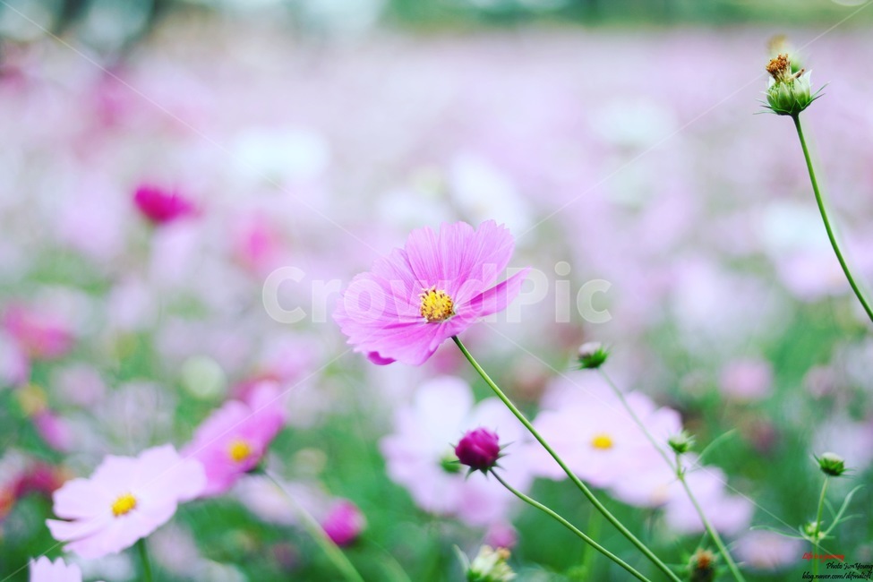 코스모스,꽃,가을,분홍,순정,식물,flower,가을,계절,fall,autumn,season,꽃,flower,blossom,geranium,제라늄,plant,petal,꽃잎