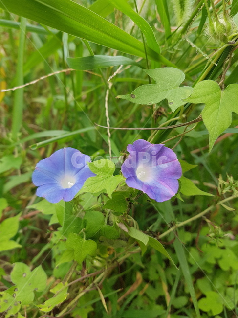꽃,들꽃,flower,wildflower,꽃잎,petal,floralleaf