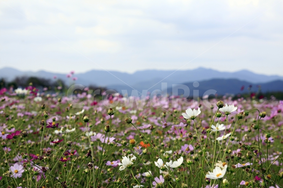 코스모스,가을,가을노래,가을여행,사랑,감사,희망,꽃,꽃사진,fall,autumn,season,plants,nature,flower,자연,풍경,nature,landscape,가을,계절,fall,autumn,season,식물,plants,꽃,flower,outdoors,옥외,grassland,목초지,field,들