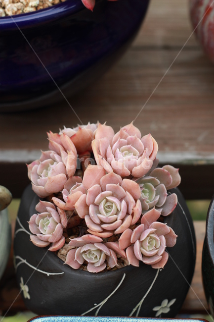 다육,다육식물,다육화분,예쁜식물사진,식물사진,실내용화초,화분,화초,house plant