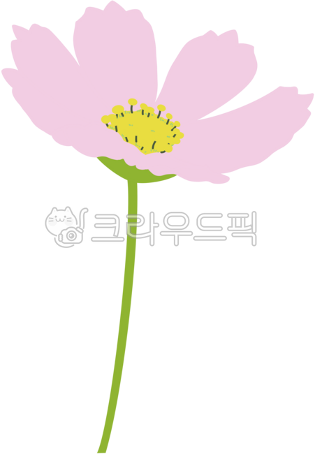 Cosmos,cosmos flower,autumn cosmos,summer,fall,white,pink,season,plant,nature,fall illustration,pink flower,white flower,flower bud,cosmos illustration,cosmos illustration