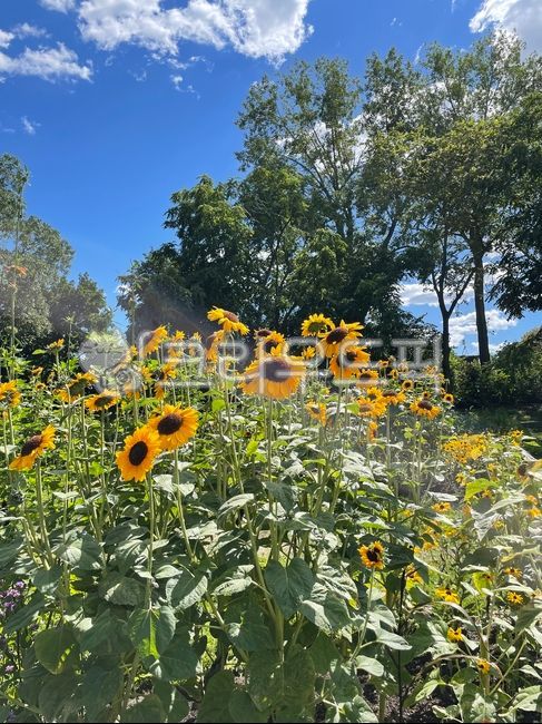 flower bed,refreshing,flower garden,Emotion,sunflower,flower