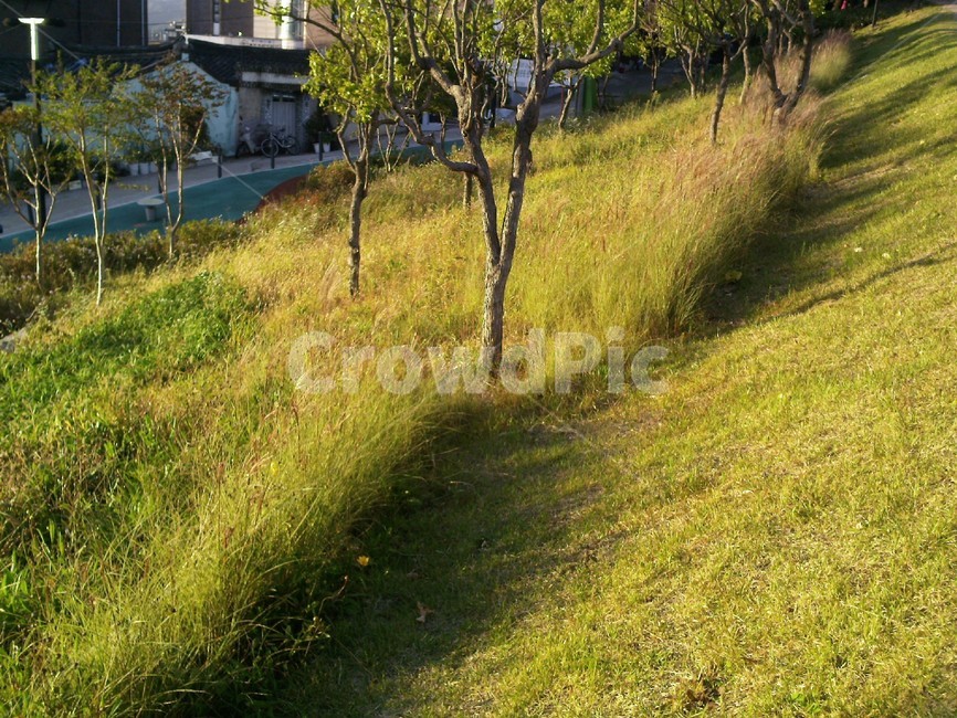 outdoors,옥외,plant,식물,노을,감성,나무,풀,가을,가을나무,가을풍경,식물,자연,plants,nature